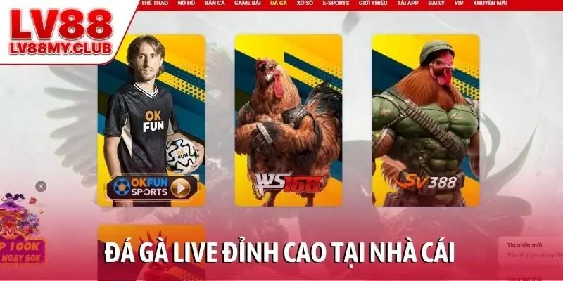 Đá gà live đỉnh cao tại nhà cái